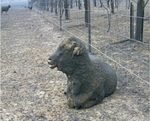 Burnt Sheep
