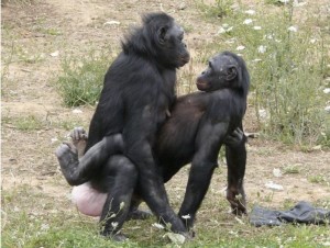 bonobos 3