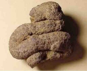 Turd, fossilised