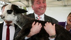 Deputy P.M Barnaby Joyce, " acting the goat". demonstrates prowess as bush vet, also adept at doctoring Hansard.