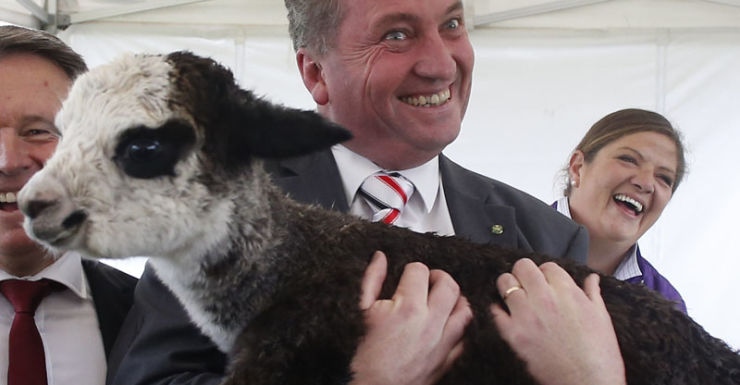 Federal Minister for Agriculture Barnaby Joyce (right) and Federal Labor MP Joel Fitzgibbon pose for pictures with Peruvian alpacas in front of the Parliament House in Canberra, Thursday, March 27, 2014. (AAP Image/Daniel Munoz) NO ARCHIVING
